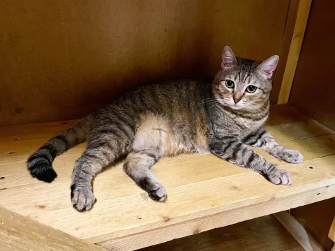 Сеня — кошка Около 10 лет, Москва