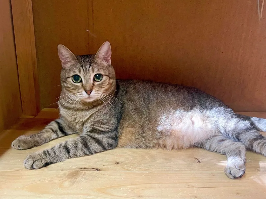 Кошка Сеня, кот, Приют «Искра», Москва. Фото 8 из 9.