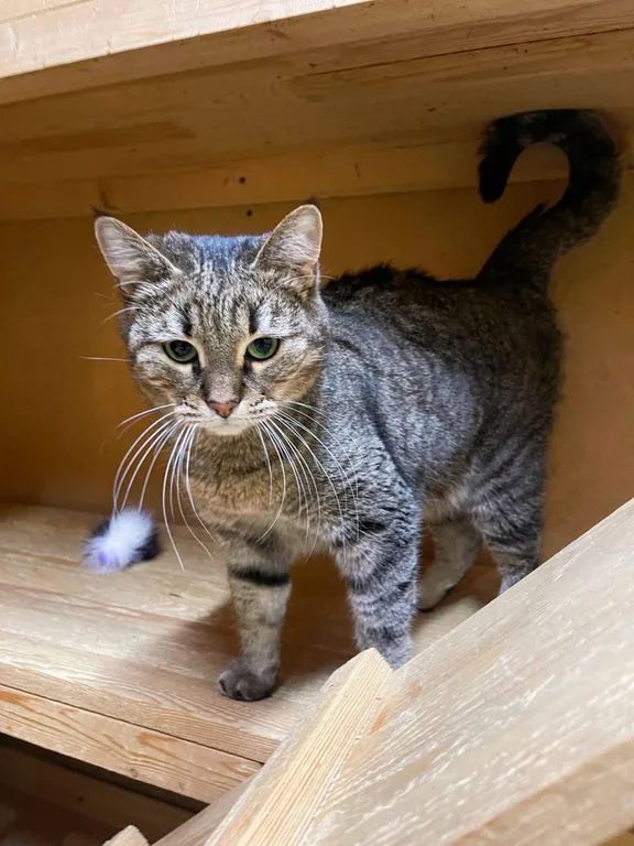 Кошка Камилла, кошка, Приют «Искра», Москва. Фото 3 из 9.