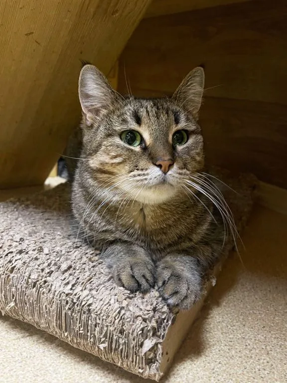 Кошка Камилла, кошка, Приют «Искра», Москва. Фото 5 из 9.