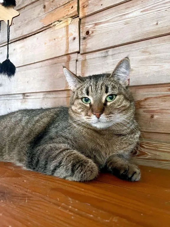 Кошка Камилла, кошка, Приют «Искра», Москва. Фото 6 из 9.