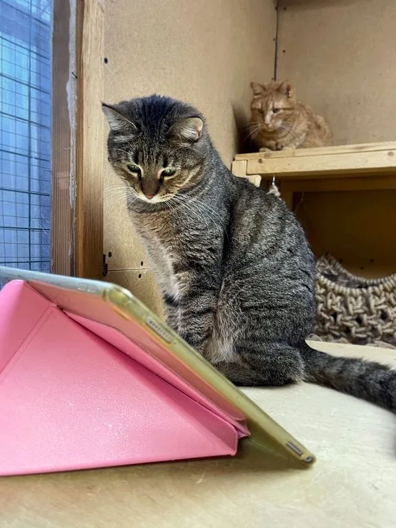Кошка Камилла, кошка, Приют «Искра», Москва. Фото 7 из 9.