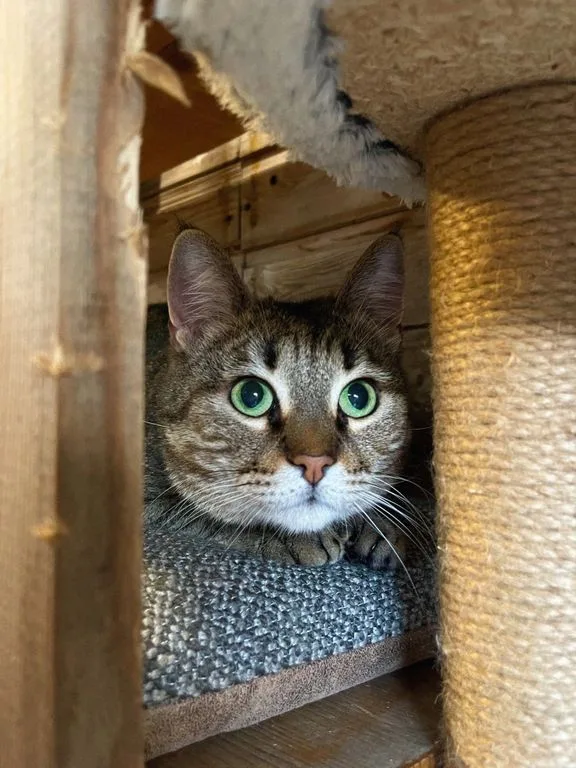 Кошка Камилла, кошка, Приют «Искра», Москва. Фото 8 из 9.