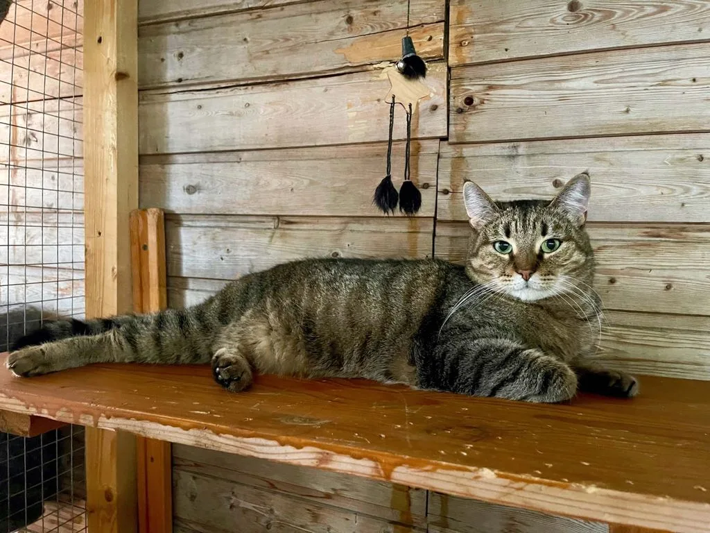 Кошка Камилла, кошка, Приют «Искра», Москва. Фото 1 из 9.