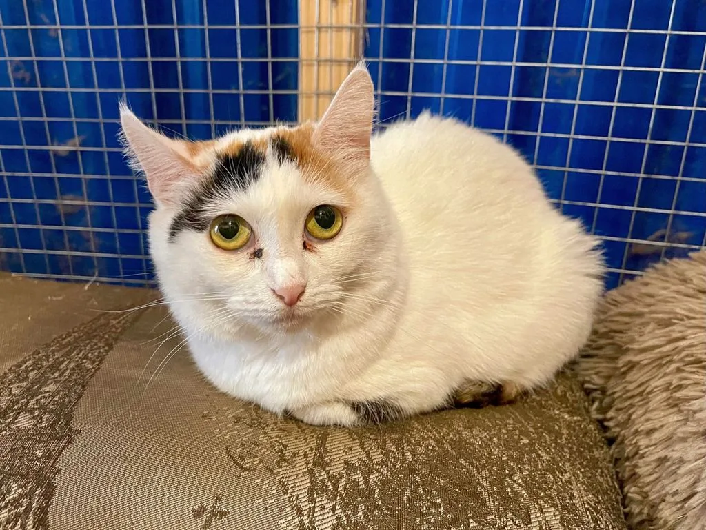 Кошка Бьянка, кошка, Приют «Искра», Москва. Фото 1 из 8.