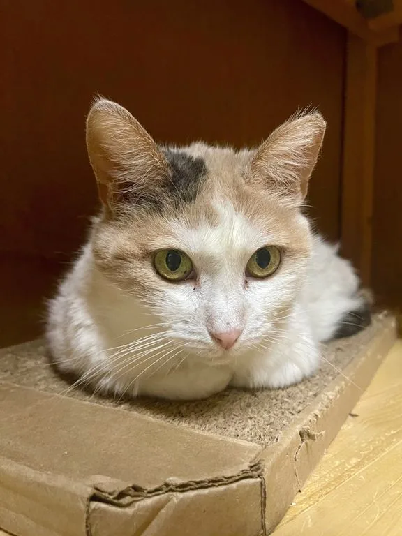 Кошка Белочка, кошка, Приют «Искра», Москва. Фото 4 из 9.