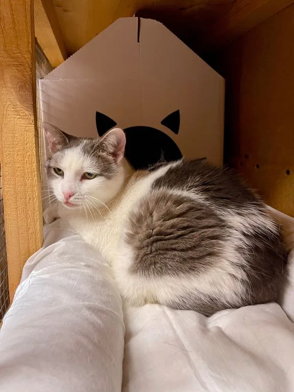 Кошка Муся, кошка, Приют «Искра», Москва. Фото 4 из 9.
