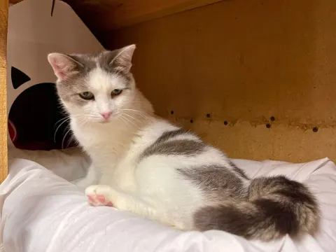 Муся — кошка Около 14 лет, Москва