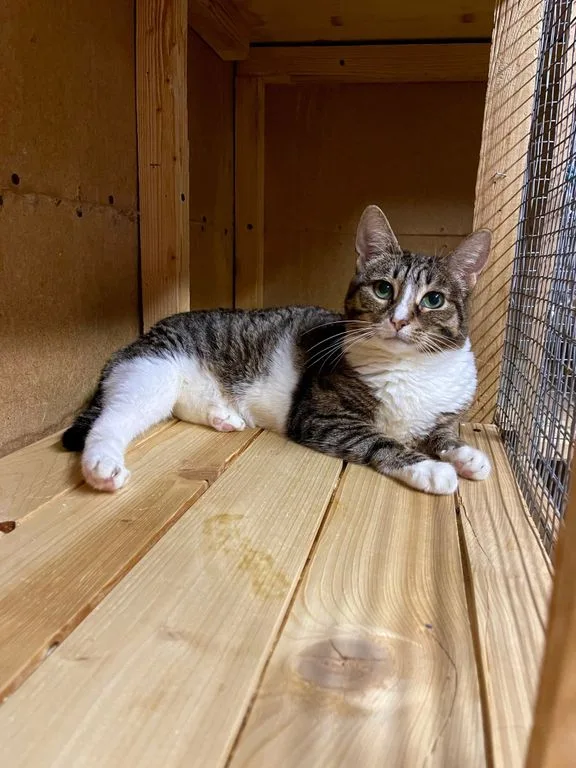 Кошка Разноглазка, кошка, Приют «Искра», Москва. Фото 1 из 7.