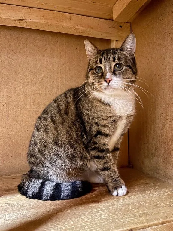 Кошка Шипучка, кошка, Приют «Искра», Москва. Фото 4 из 7.