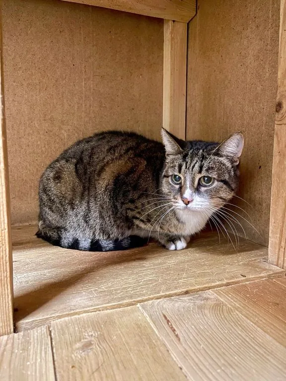 Кошка Шипучка, кошка, Приют «Искра», Москва. Фото 5 из 7.