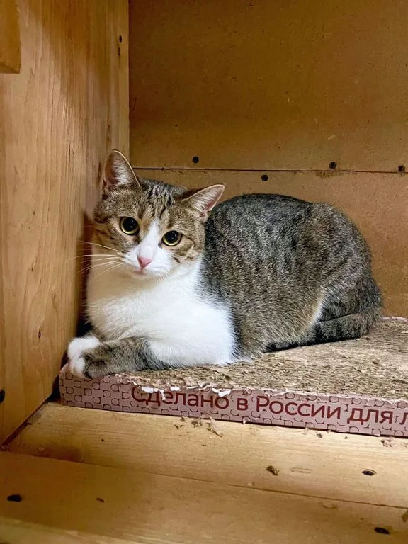 Кошка Вишенка, кошка, Приют «Искра», Москва. Фото 3 из 9.