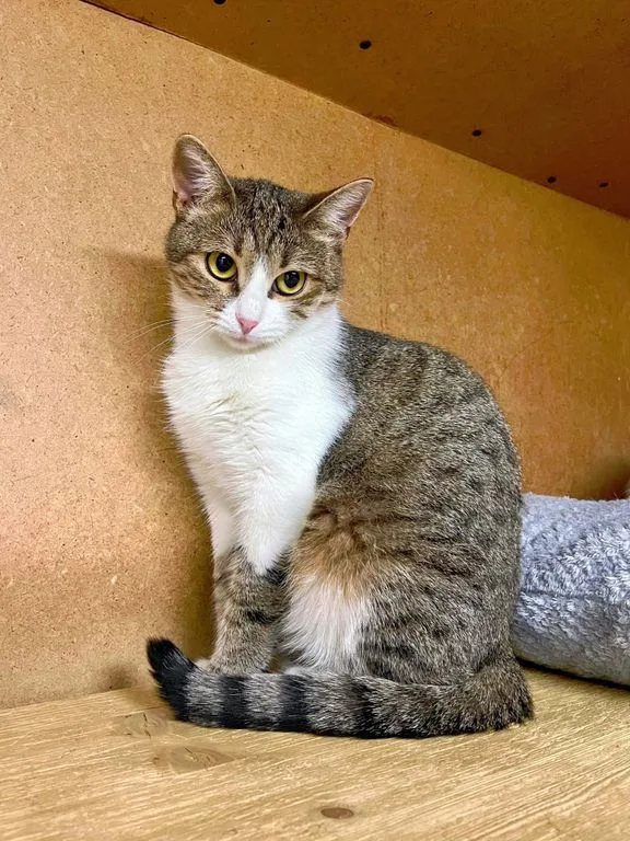 Кошка Вишенка, кошка, Приют «Искра», Москва. Фото 6 из 9.