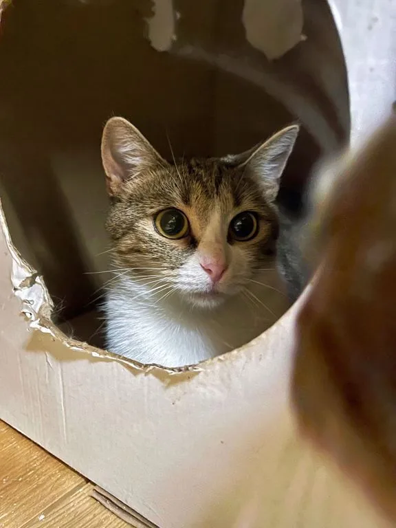 Кошка Вишенка, кошка, Приют «Искра», Москва. Фото 8 из 9.