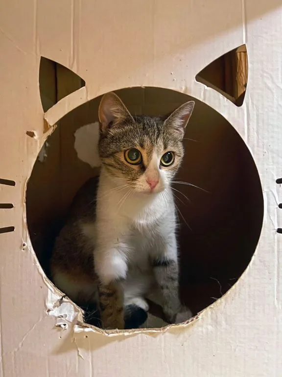 Кошка Вишенка, кошка, Приют «Искра», Москва. Фото 9 из 9.