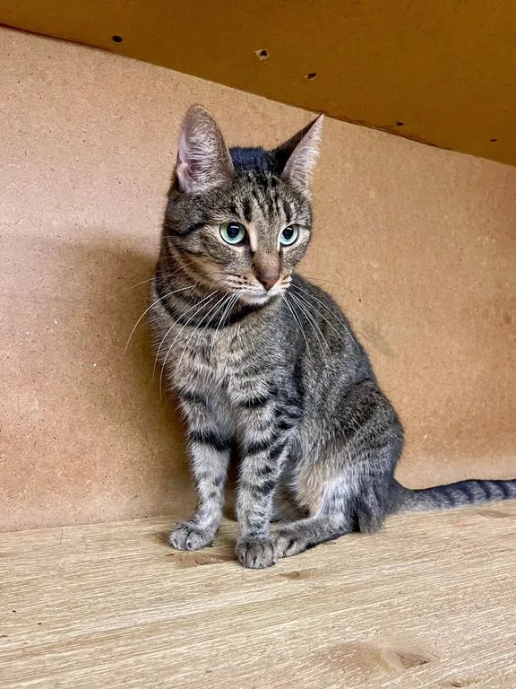 Кошка Беня, кошка, Приют «Искра», Москва. Фото 3 из 9.