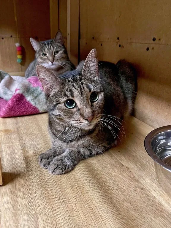 Кошка Беня, кошка, Приют «Искра», Москва. Фото 7 из 9.