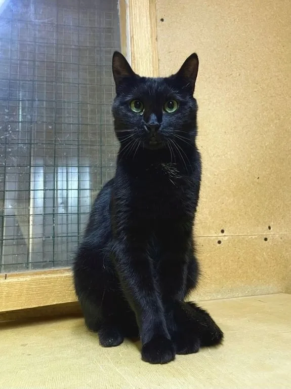 Кошка Чернушка, кошка, Приют «Искра», Москва. Фото 5 из 9.