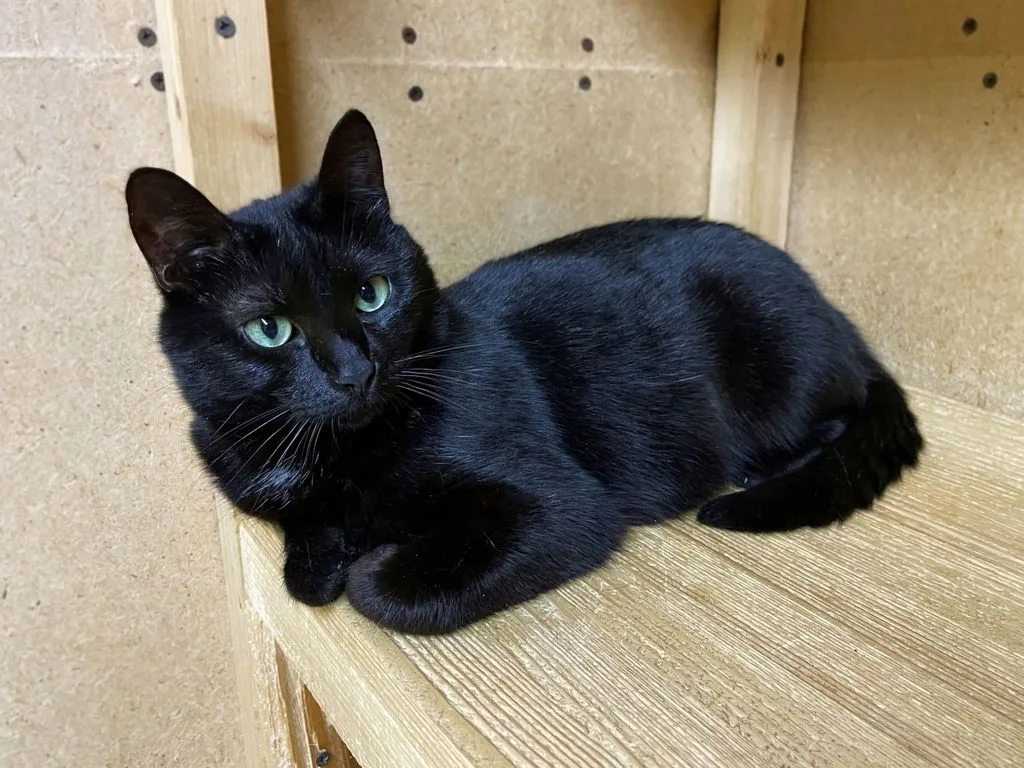 Кошка Чернушка, кошка, Приют «Искра», Москва. Фото 1 из 9.