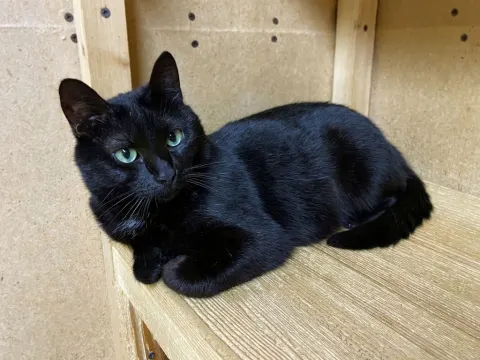 Чернушка — кошка Около 7 лет, Москва