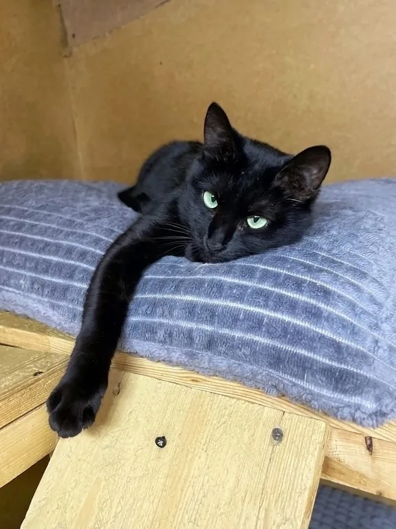 Кошка Чернушка, кошка, Приют «Искра», Москва. Фото 8 из 9.