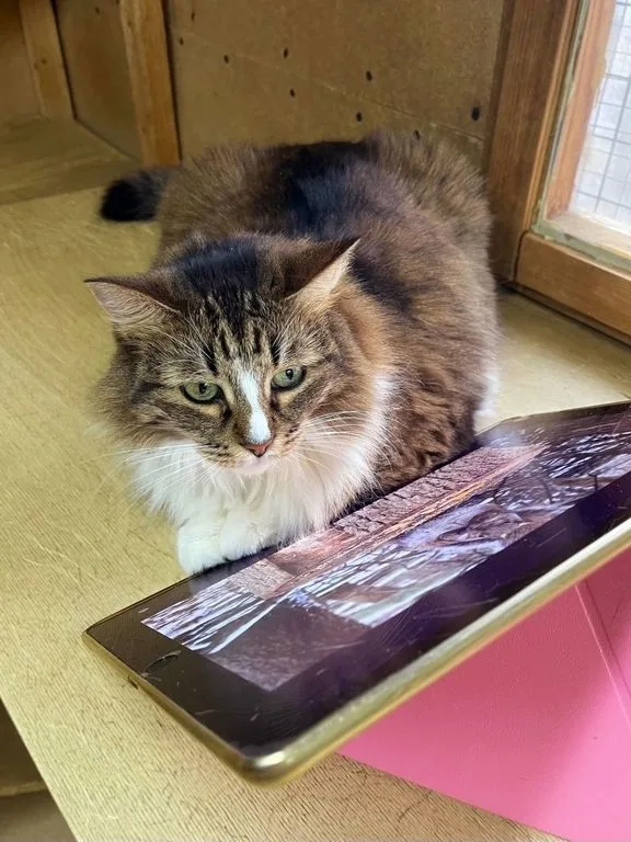 Кошка Пушистик, кошка, Приют «Искра», Москва. Фото 3 из 9.