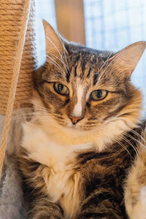 Кошка Пушистик, кошка, Приют «Искра», Москва. Фото 7 из 9.