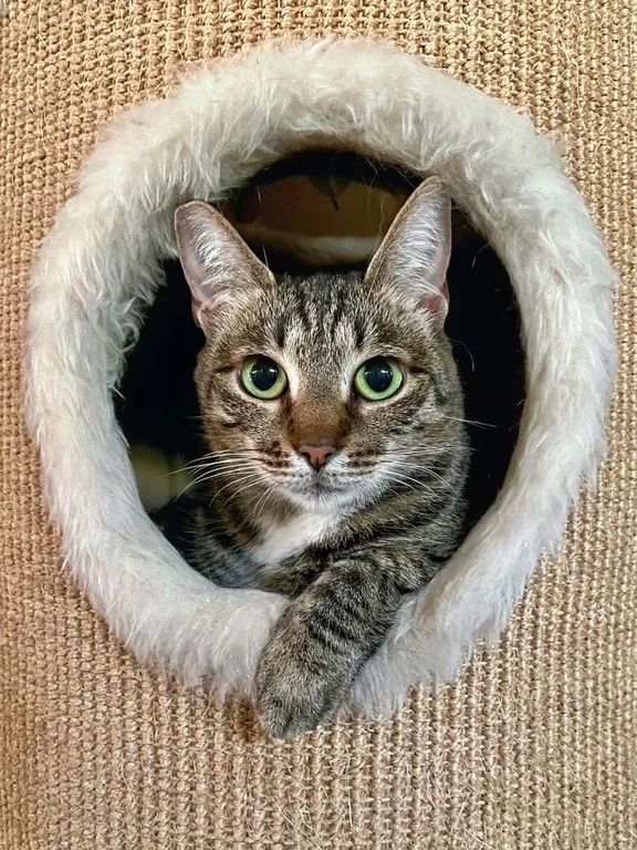 Кошка Торпеда, кошка, Приют «Искра», Москва. Фото 2 из 9.