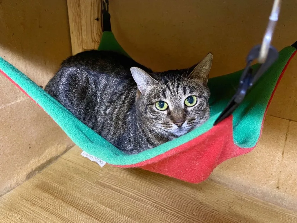 Кошка Торпеда, кошка, Приют «Искра», Москва. Фото 1 из 9.