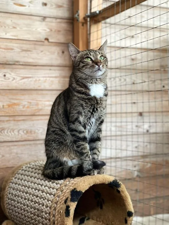 Кошка Торпеда, кошка, Приют «Искра», Москва. Фото 7 из 9.