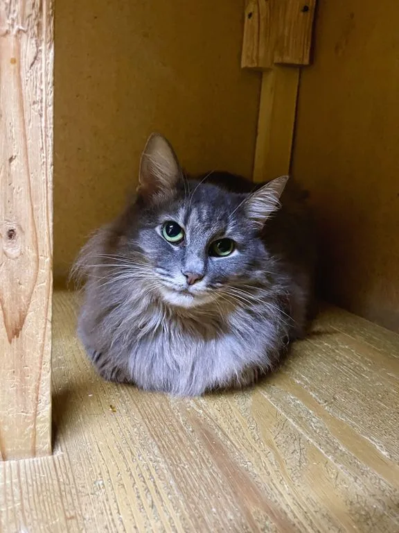 Кошка Амели, кошка, Приют «Искра», Москва. Фото 2 из 6.