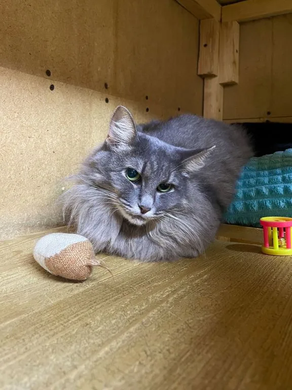 Кошка Амели, кошка, Приют «Искра», Москва. Фото 3 из 6.