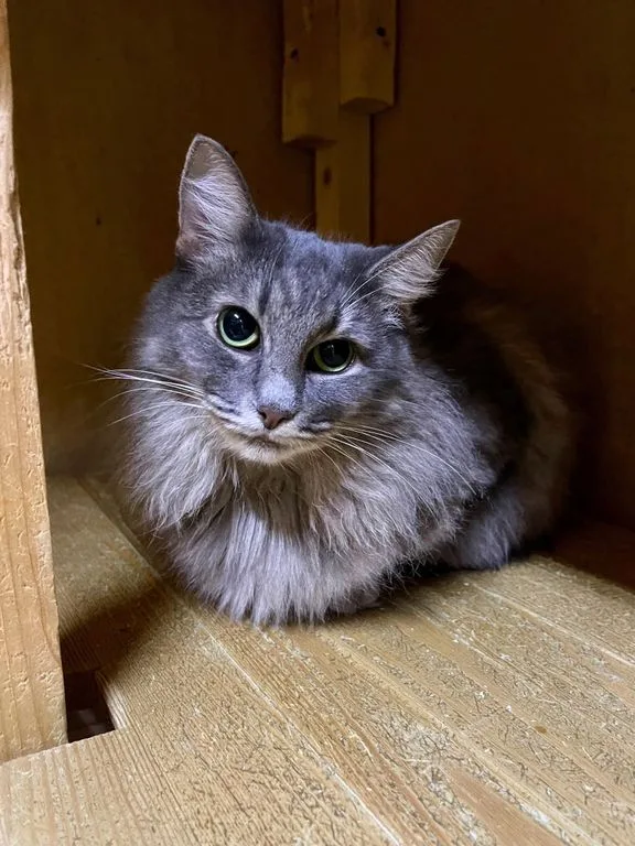 Кошка Амели, кошка, Приют «Искра», Москва. Фото 4 из 6.