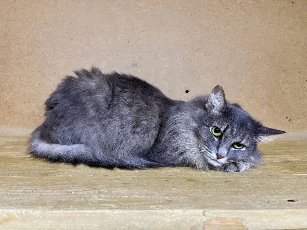 Кошка Амели, кошка, Приют «Искра», Москва. Фото 5 из 6.