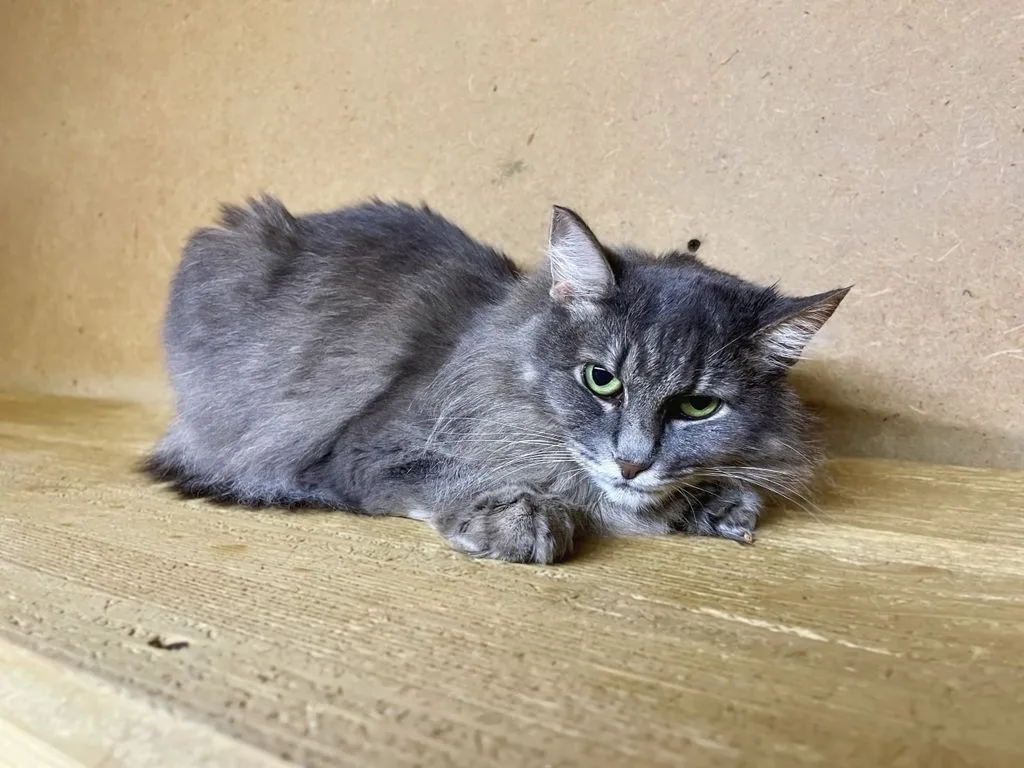Кошка Амели, кошка, Приют «Искра», Москва. Фото 6 из 6.
