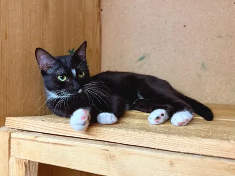 Китана — кошка Около 2 лет, Москва