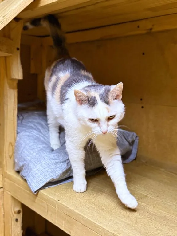 Кошка Эстер, кошка, Приют «Искра», Москва. Фото 3 из 7.