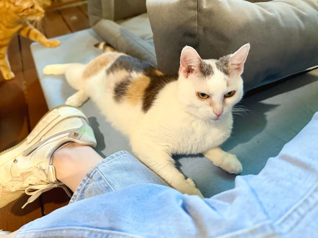 Кошка Эстер, кошка, Приют «Искра», Москва. Фото 1 из 7.