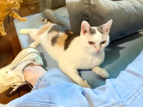 Эстер — кошка Около 14 лет, Москва