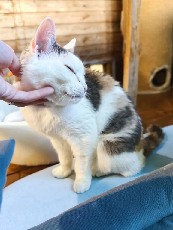 Кошка Эстер, кошка, Приют «Искра», Москва. Фото 5 из 7.