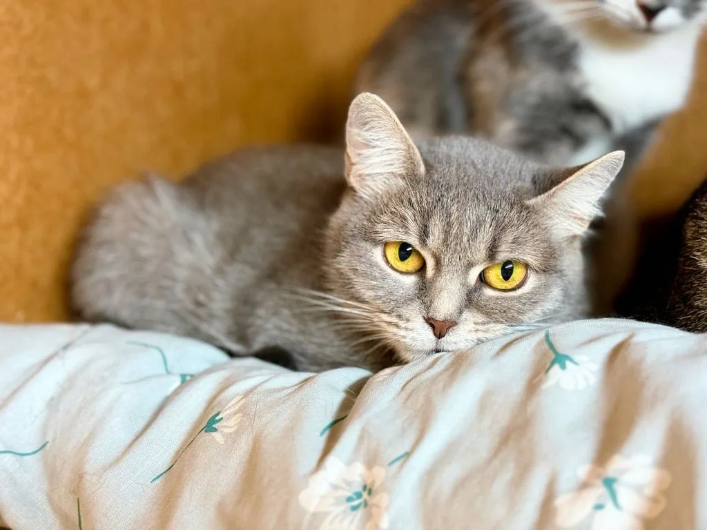 Кошка Роза, кошка, Приют «Искра», Москва. Фото 1 из 7.