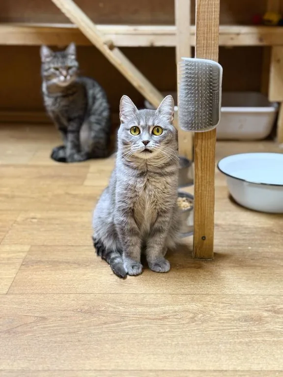 Кошка Роза, кошка, Приют «Искра», Москва. Фото 4 из 7.