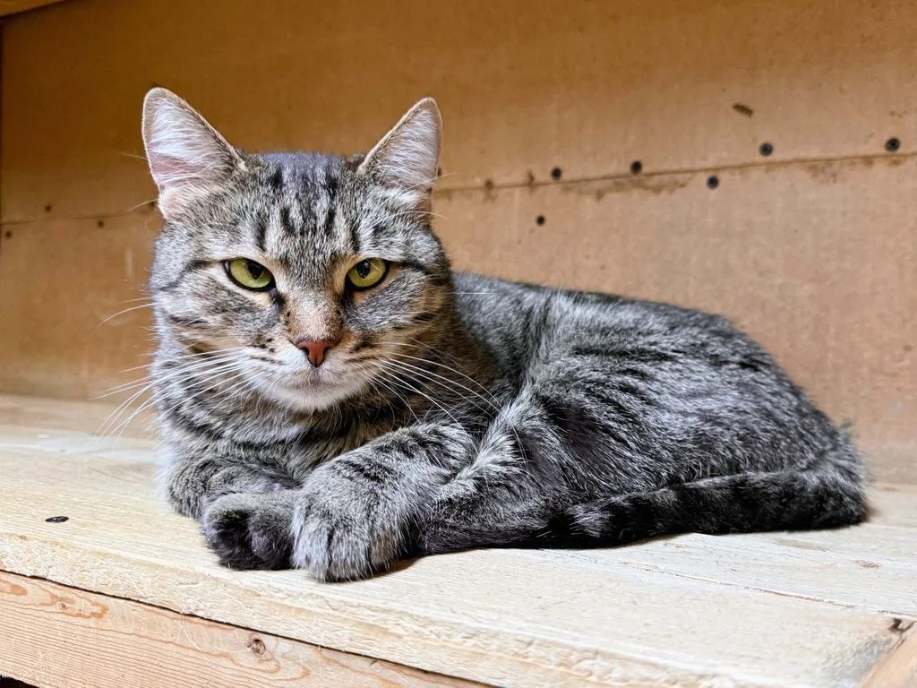 Кошка Соня, кошка, Приют «Искра», Москва. Фото 1 из 7.