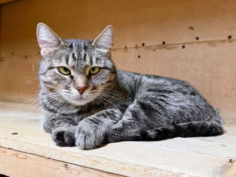 Соня — кошка Около 6 лет, Москва