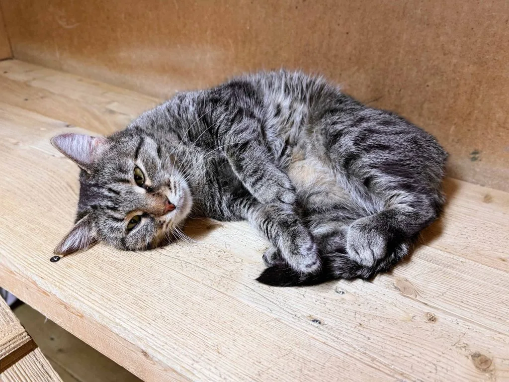 Кошка Соня, кошка, Приют «Искра», Москва. Фото 5 из 7.