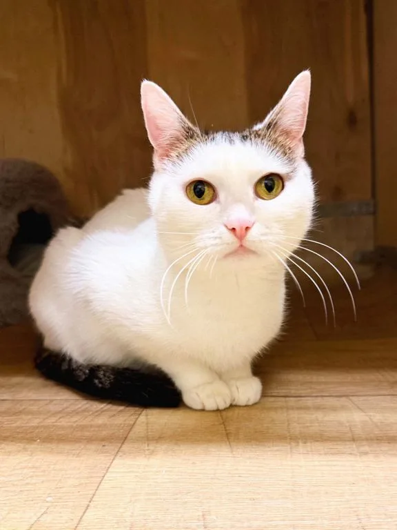 Кошка Мими, кошка, Приют «Искра», Москва. Фото 2 из 6.