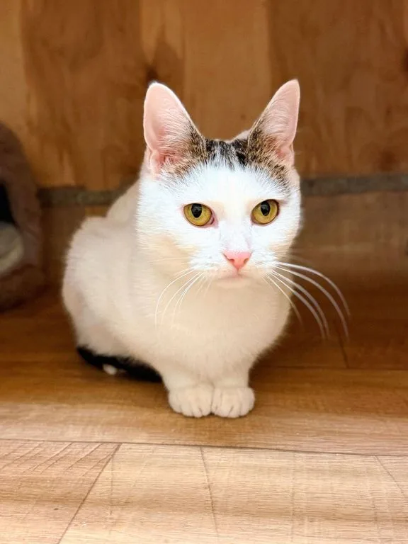 Кошка Мими, кошка, Приют «Искра», Москва. Фото 4 из 6.