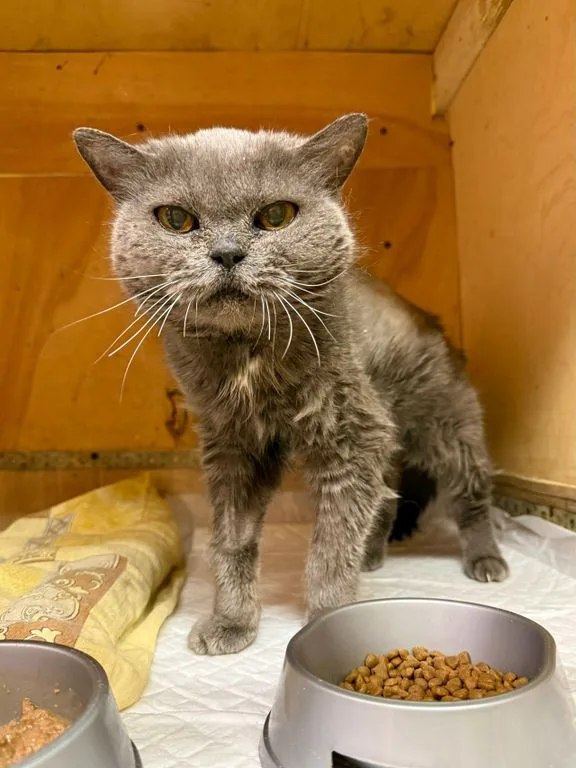 Кошка Елизавета, кошка, Приют «Искра», Москва. Фото 1 из 6.