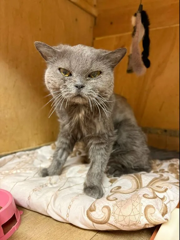 Кошка Елизавета, кошка, Приют «Искра», Москва. Фото 2 из 6.