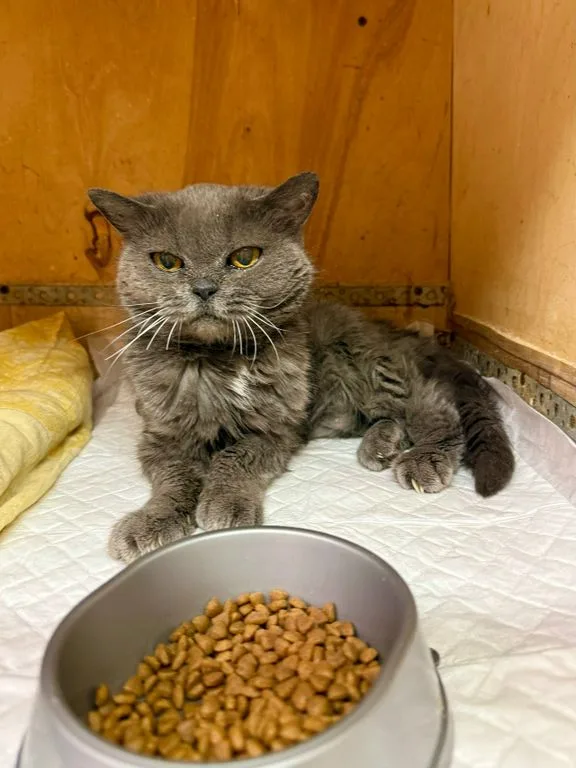 Кошка Елизавета, кошка, Приют «Искра», Москва. Фото 3 из 6.